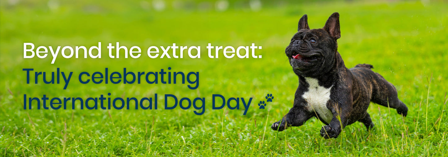 Beyond the extra treat: Truly celebrating International Dog Day