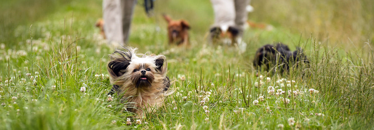 Hydration & energy boosts for longer spring walks