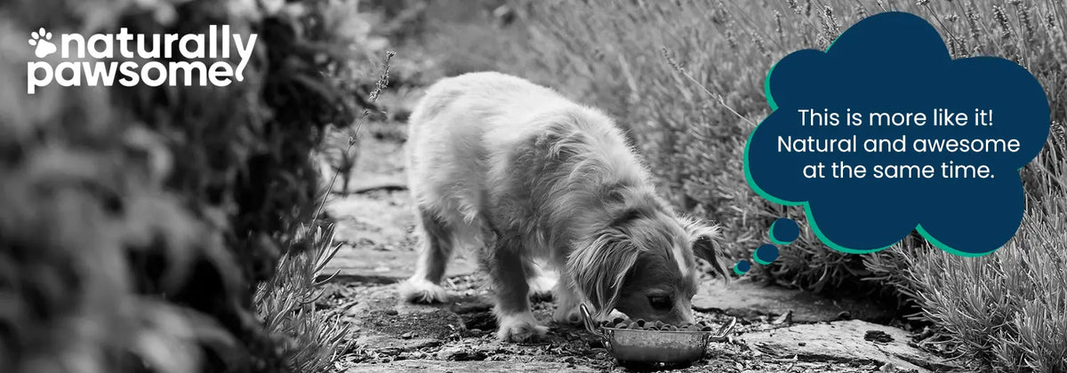 Crafting nutritious, affordable, and delicious dog food