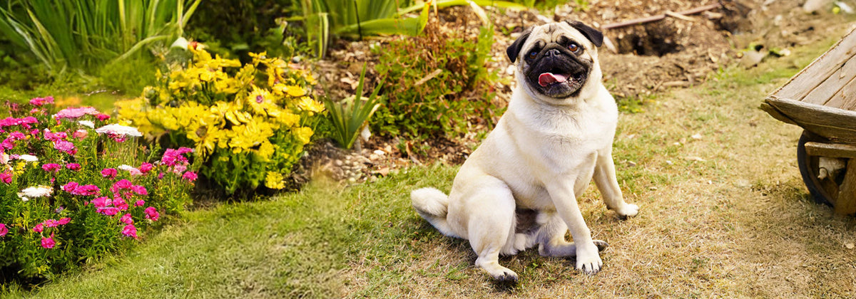 Naturally Pawsome achieves AAFCO accreditation: What it means for your pet