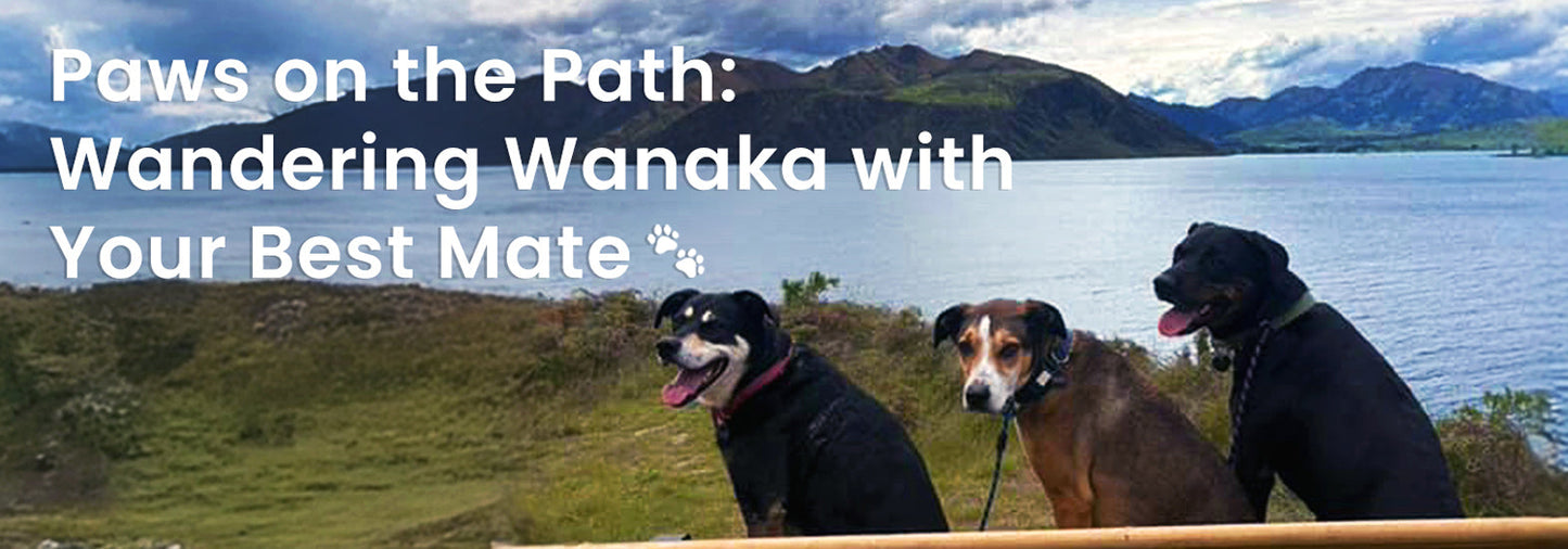 Paws on the Path: Wandering Wanaka with Your Best Mate