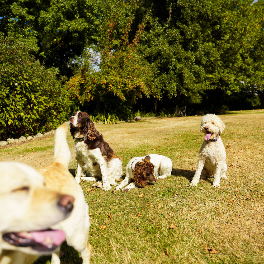 Word in the dog park