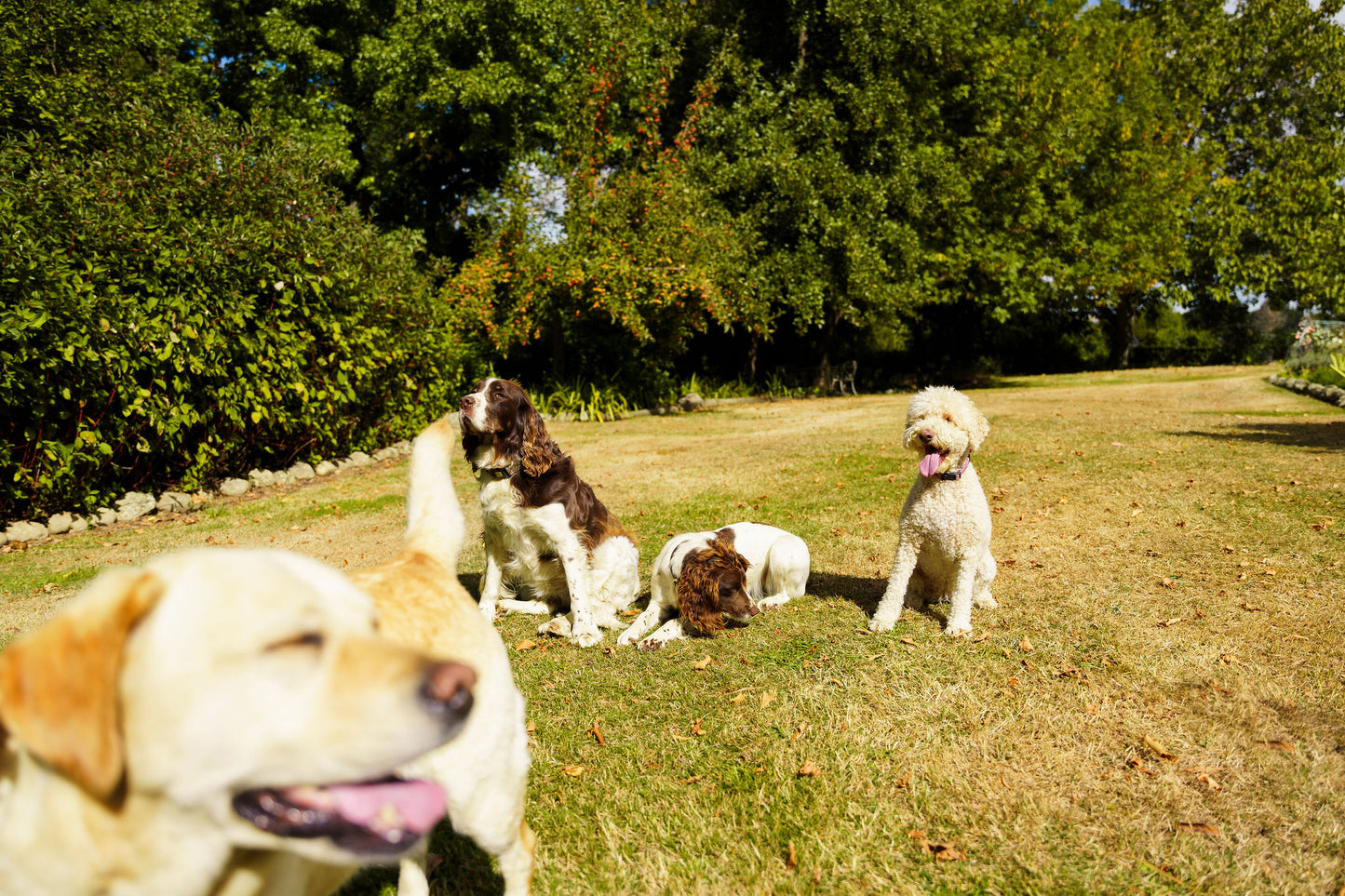 Word in the dog park