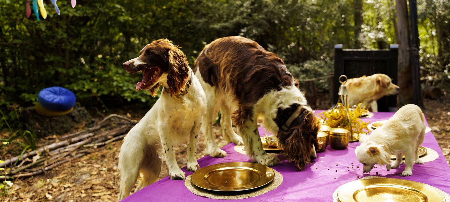 Happy dogs having a naturally pawsome feast