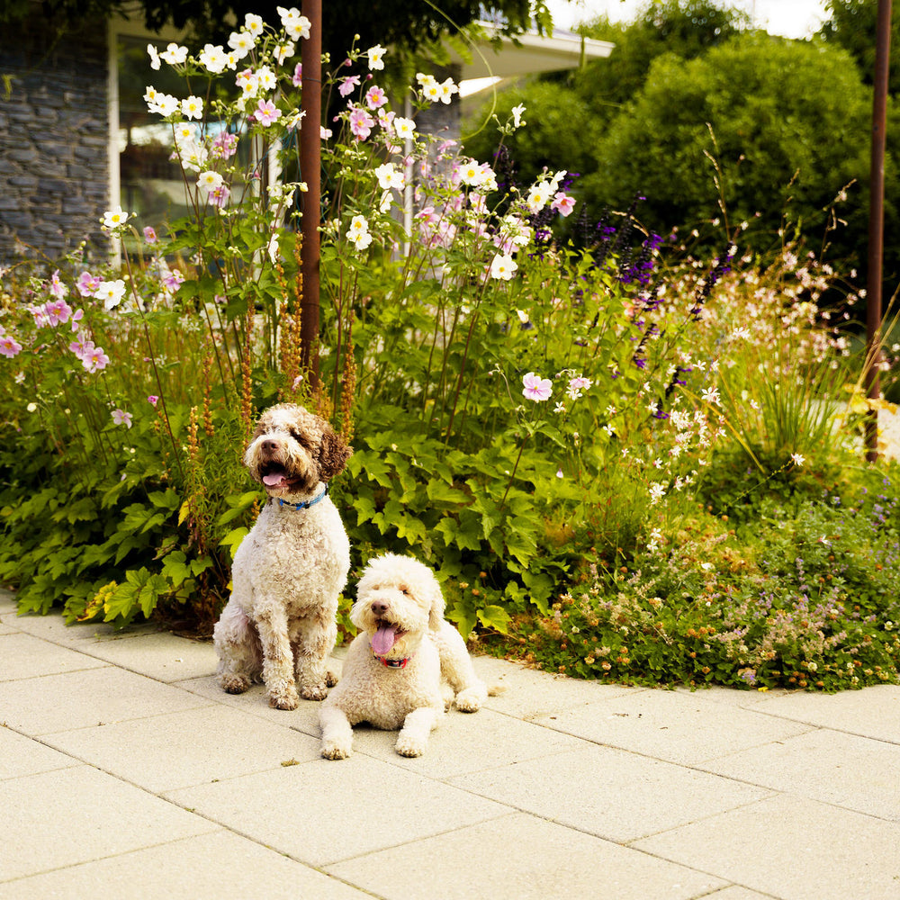 Naturally Pawsome pets sitting patiently, their eyes focused on the food, ready for mealtime