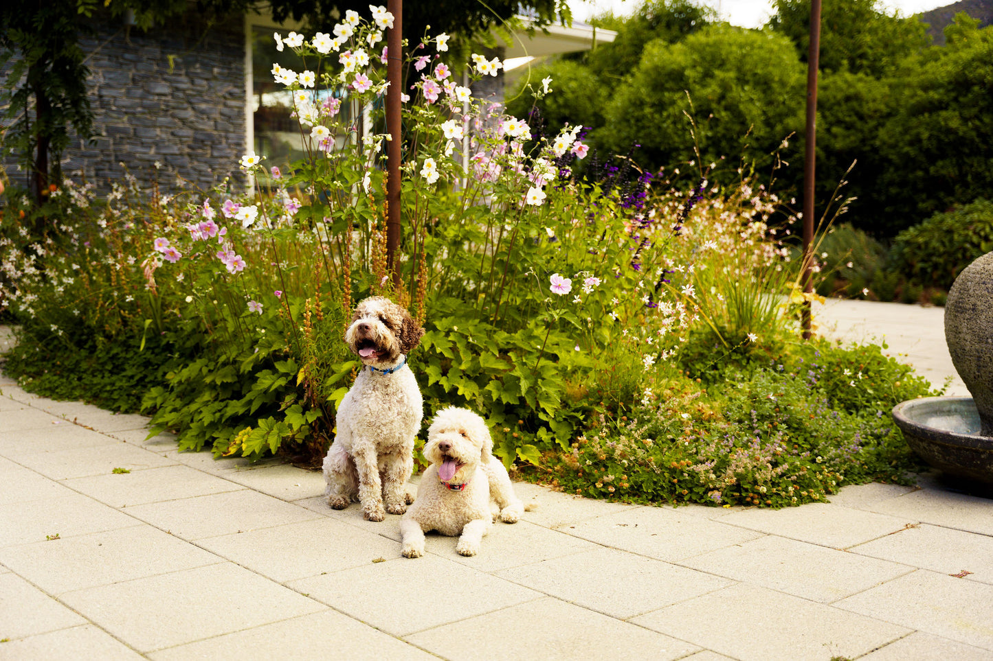 Naturally Pawsome pets sitting patiently, their eyes focused on the food, ready for mealtime