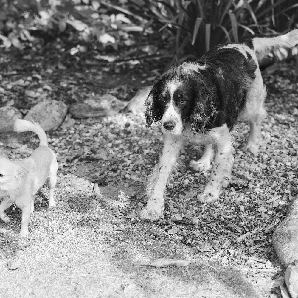 Naturally Pawsome pets Cale and Winnie enjoying a relaxed stroll together