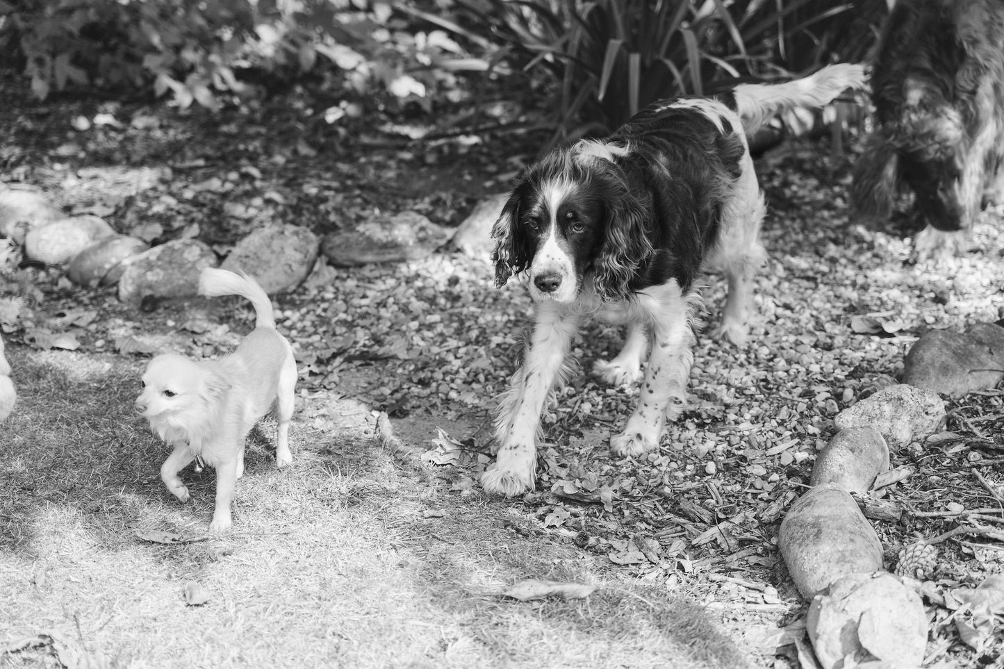 Naturally Pawsome pets Cale and Winnie enjoying a relaxed stroll together