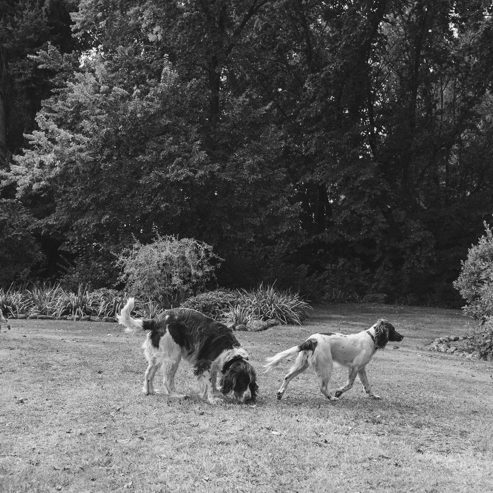 Happy dogs exploring and sniffing