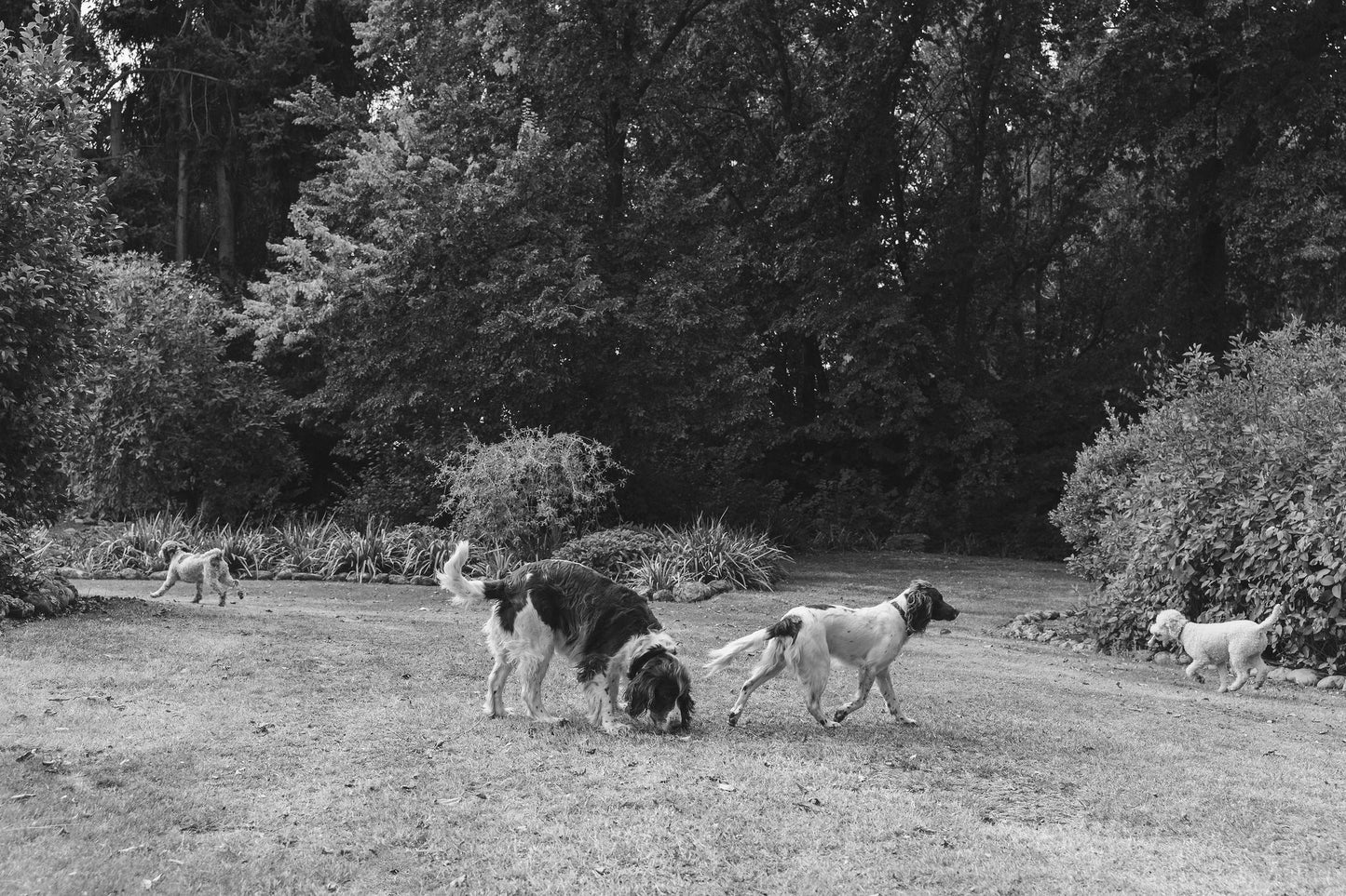 Happy dogs exploring and sniffing