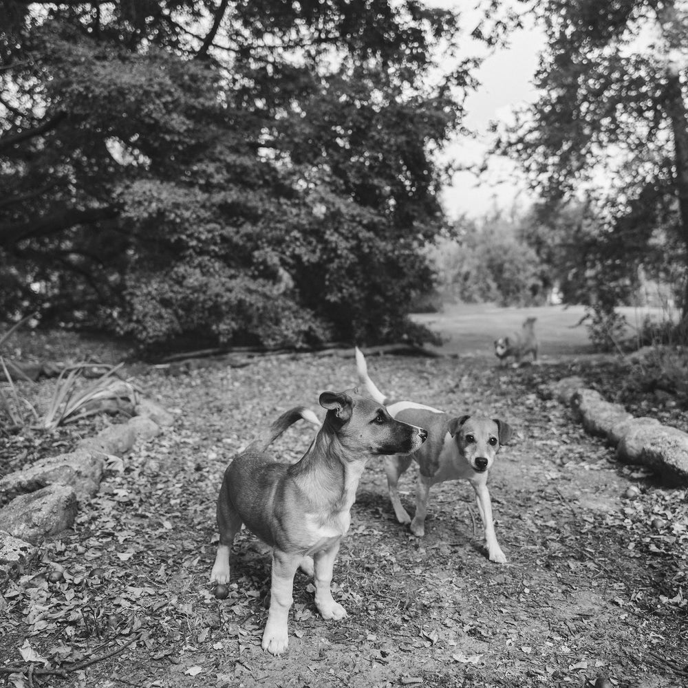 Naturally pawsomes dog duo Jonny & Trek exploring.