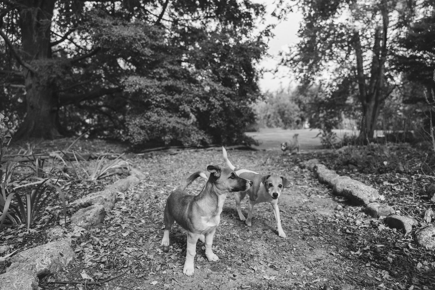 Naturally pawsomes dog duo Jonny & Trek exploring.